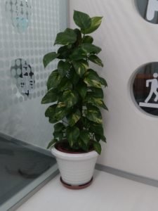 Terrace-Garden1