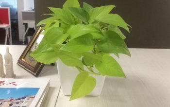 gifting-greens-1