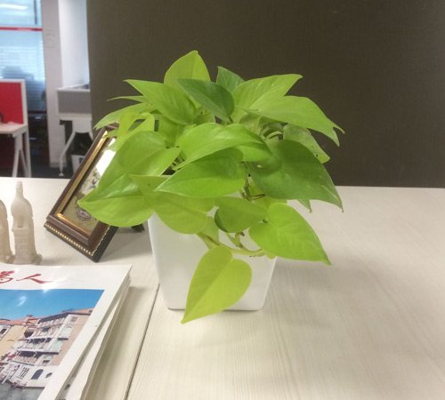 gifting-greens-1