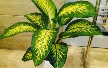 plants-on-rent